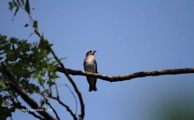 Muscicapa griseisticta (Swinhoe, 1861) 灰斑鶲