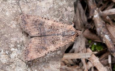 Agrotis segetum (Denis & Schiffermuller, 1775) 黃地老虎