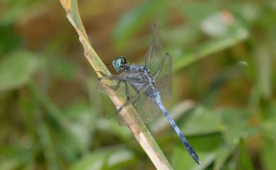 Orthetrum albistylum speciosum (Uhler, 1858) 白刃蜻蜓