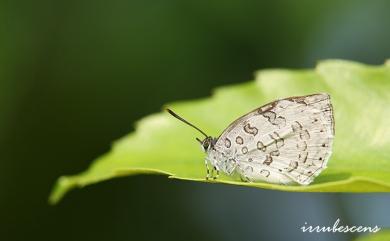 Arhopala ganesa formosana Kato, 1930 蔚青紫灰蝶