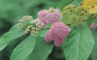 Callicarpa formosana var. formosana 杜虹花