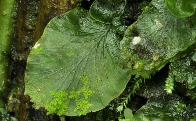 Didymoglossum bimarginatum (Bosch) Ebihara & K.Iwats. 叉脈單葉假脈蕨