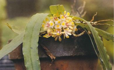 Gastrochilus somae Hayata 黃松蘭