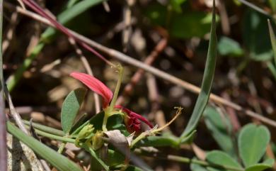 Indigofera pedicellata Wight & Arn. 長梗木藍