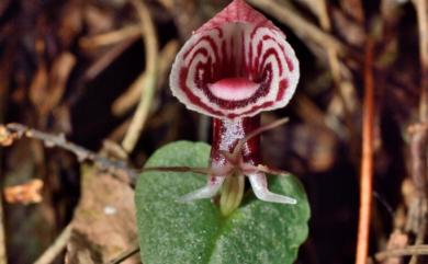 Corybas taliensis Tang & F.T.Wang 杉林溪盔蘭