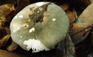 Russula virescens 變綠紅菇