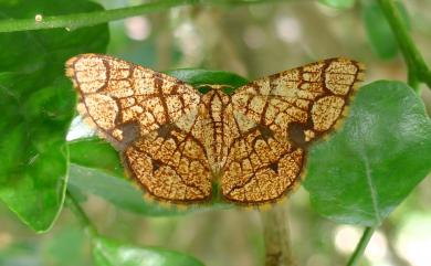 Heterostegane subtessellata (Walker, 1863)