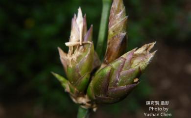 Bambusa oldhamii Munro 綠竹