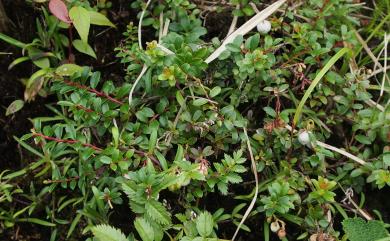 Gaultheria itoana 高山白珠樹