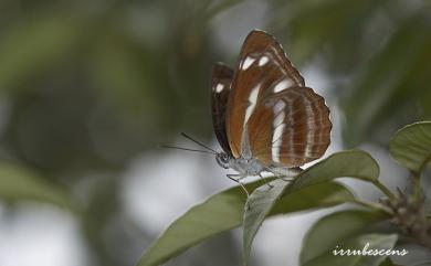 Neptis taiwana Fruhstorfer, 1908 蓬萊環蛺蝶