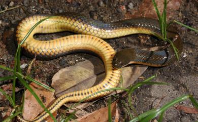 Enhydris plumbea Boie, 1827 鉛色水蛇