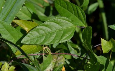 Vigna adenantha 腺藥豇豆