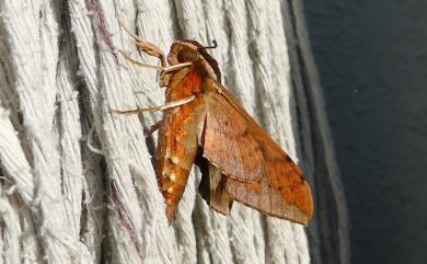 Rhagastis binoculata Matsumura, 1909 雙斑白肩天蛾