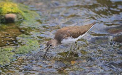 Tringa ochropus Linnaeus, 1758 白腰草鷸