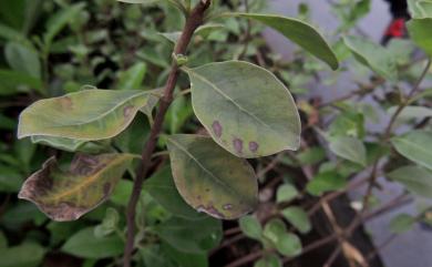 Corynespora cassiicola (Berkely & Curtis) Wei 鐵刀木棒狀桿孢菌