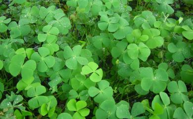 Marsilea minuta L. 田字草