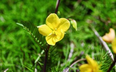 Chamaecrista nictitans (L.) Moench 假山扁豆