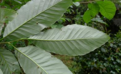 Quercus variabilis 栓皮櫟