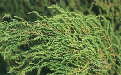 Chenopodium ambrosioides L. 臭杏