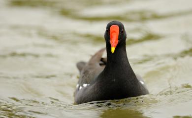 Gallinula chloropus (Linnaeus, 1758) 紅冠水雞