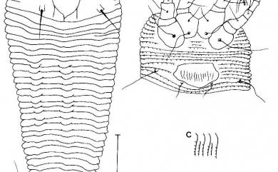 Abacarus emarginatus Huang, 2001 凹葉柃木畸節蜱