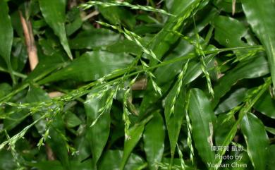 Centotheca lappacea (L.) Desv. 假淡竹葉