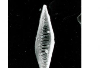 Calciosolenia murrayi Gran 穆氏舟管藻