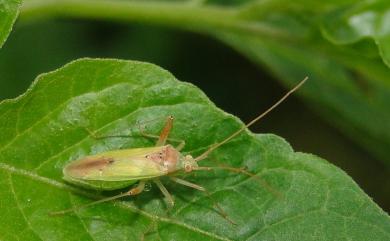 Creontiades bipunctatus Poppius, 1915 雙點淡盲椿象