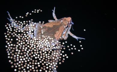 Microhyla fissipes Boulenger, 1884 小雨蛙