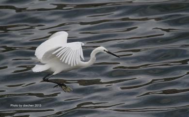 Egretta garzetta garzetta (Linnaeus, 1766) 小白鷺