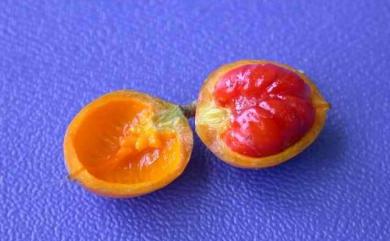 Pittosporum pentandrum (Blanco) Merr. 七里香