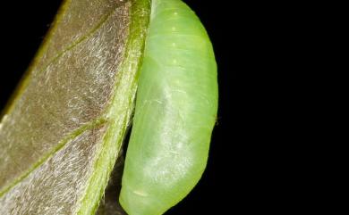 Arhopala birmana asakurae (Matsumura, 1910) 小紫灰蝶