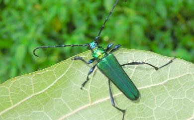 Schwarzerium semivelutinum (Schwarzer, 1925) 紫青銅天牛