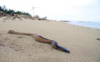 Pelamis platurus (Linnaeus, 1766) 長吻海蛇