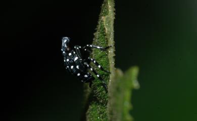 Lycorma meliae Kato, 1929 紅翅蠟蟬