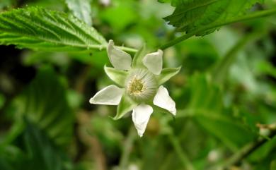 Rubus corchorifolius L.f. 變葉懸鉤子