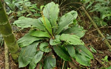 Calanthe × dominii Lindl. 長距白鶴蘭