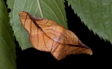 Pyrinioides aurea (Butler, 1881)