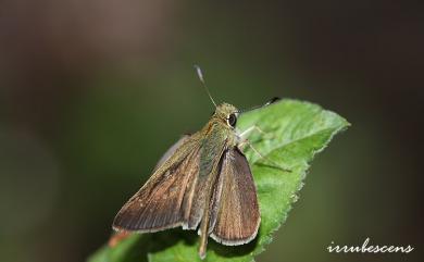 Pseudoborbo bevani (Moore, 1878) 假禾弄蝶