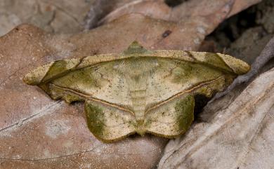 Fascellina subsignata Warren, 1893 圓翅缺口尺蛾