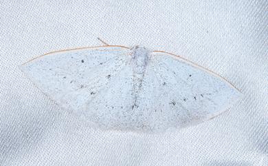 Lomographa guttulata Yazaki, 1994 排點素尺蛾