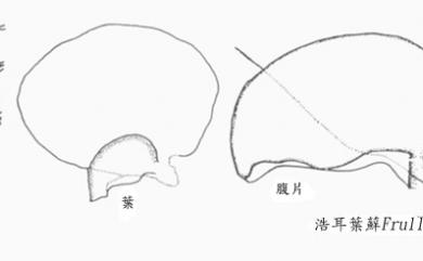 Frullania hiroshii S.Hatt. 浩耳葉蘚