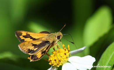 Potanthus pava (Fruhstorfer, 1911) 淡黃斑弄蝶