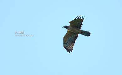 Pernis ptilorhynchus orientalis (Temminck, 1821) 東方蜂鷹