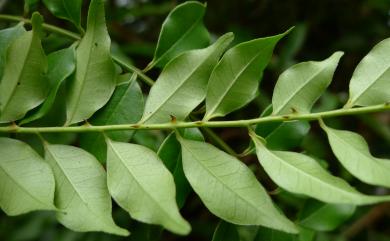 Zanthoxylum scandens Blume 藤花椒