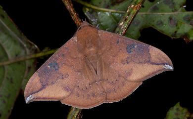 Platyja umminia (Cramer, 1780) 寬妖裳蛾