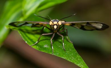 Amata perixanthia (Hampson, 1898)