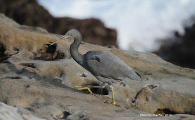 Egretta sacra sacra (J. F. Gmelin, 1789) 岩鷺