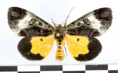 Sarbanissa interposita Hampson, 1910 白灰虎蛾