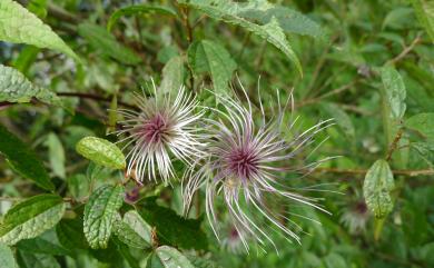 Clematis lasiandra 小木通